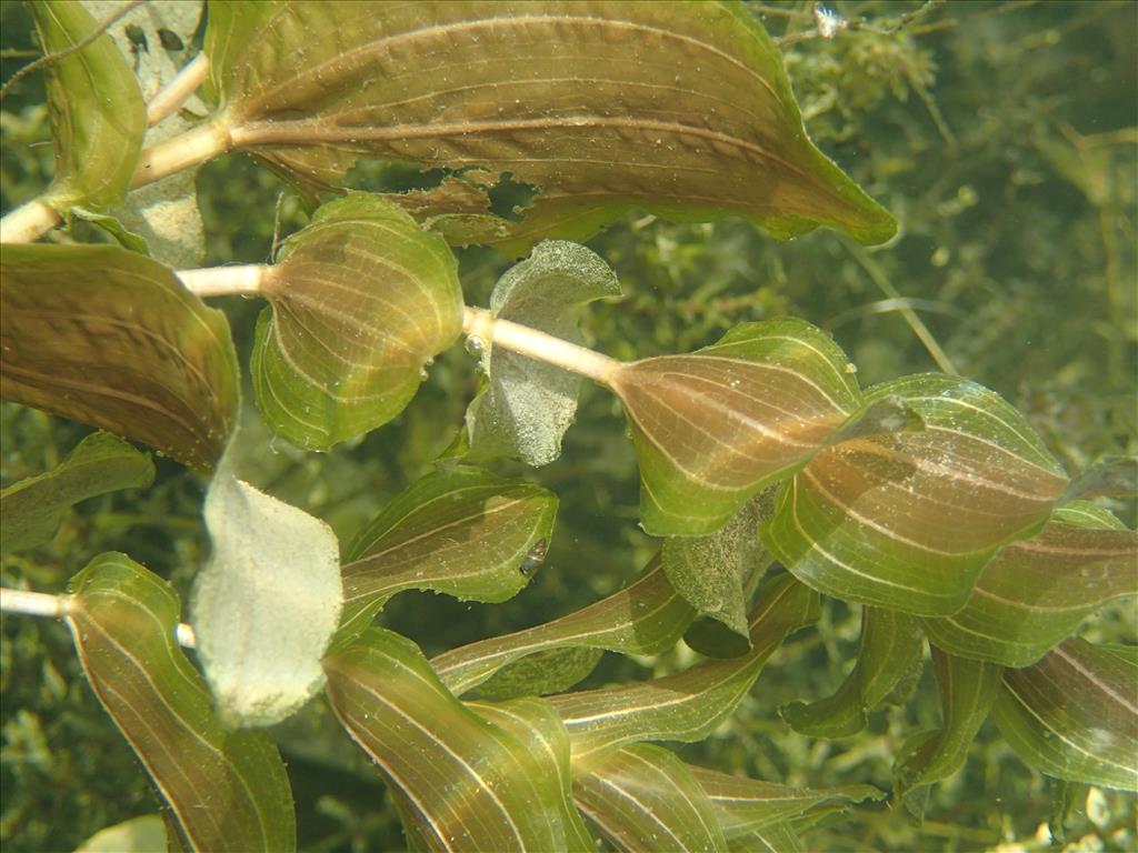 Potamogeton perfoliatus (door Adrie van Heerden)