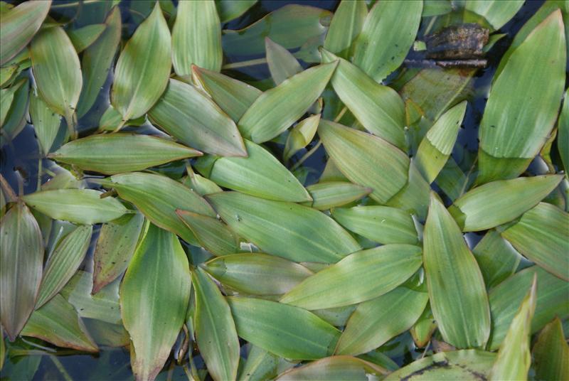 Potamogeton alpinus (door Adrie van Heerden)