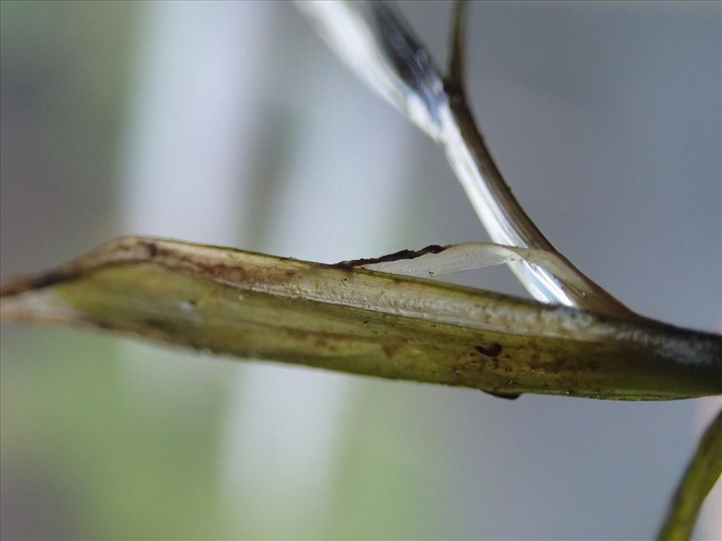 Potamogeton compressus (door Adrie van Heerden)