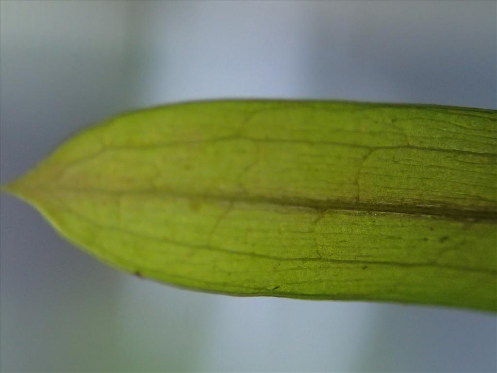 Potamogeton compressus (door Adrie van Heerden)