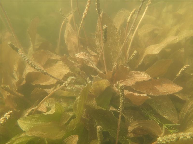 Potamogeton coloratus (door Adrie van Heerden)