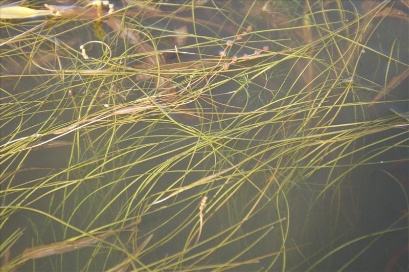 Stuckenia filiformis (door Adrie van Heerden)