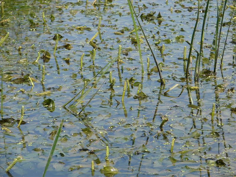 Potamogeton lucens (door Adrie van Heerden)