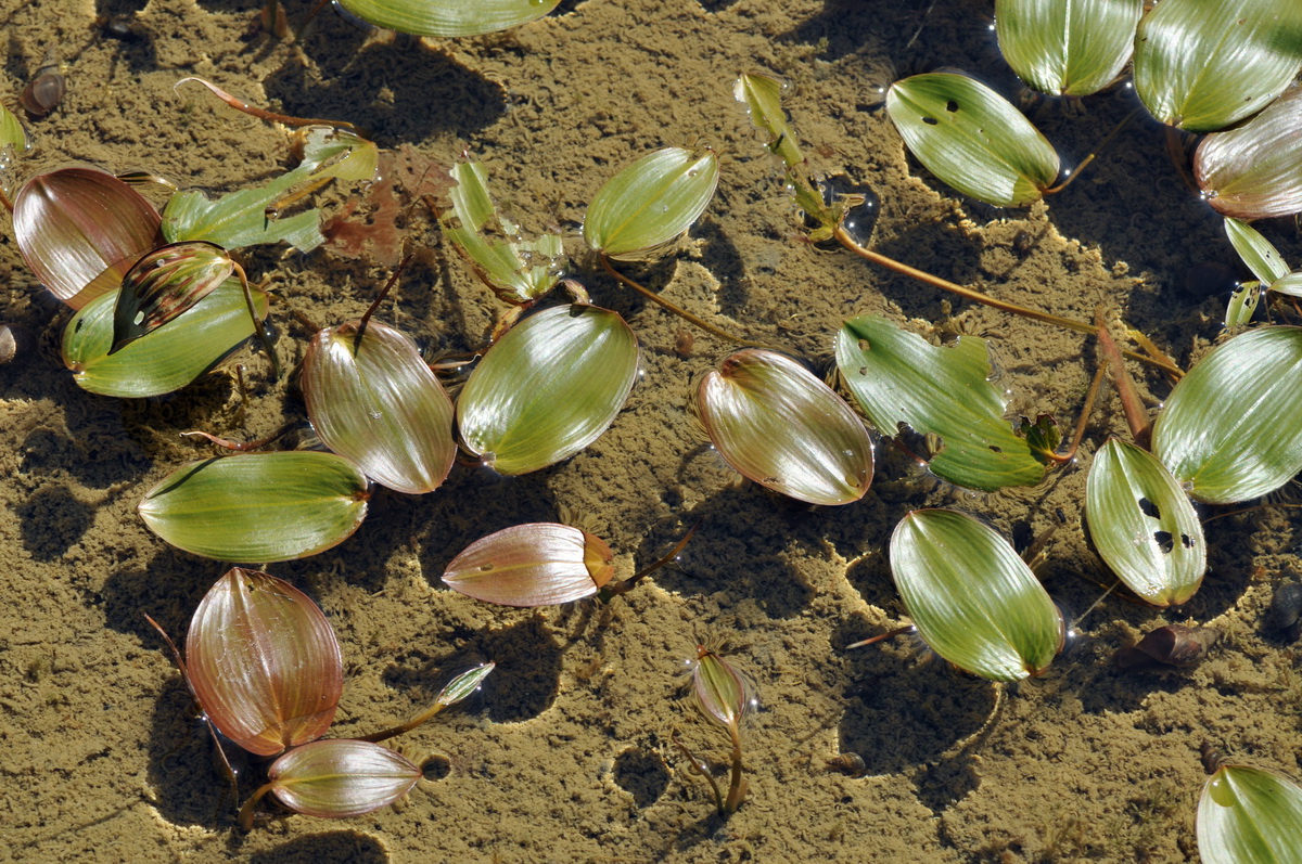 Potamogeton natans (door Hans Toetenel)