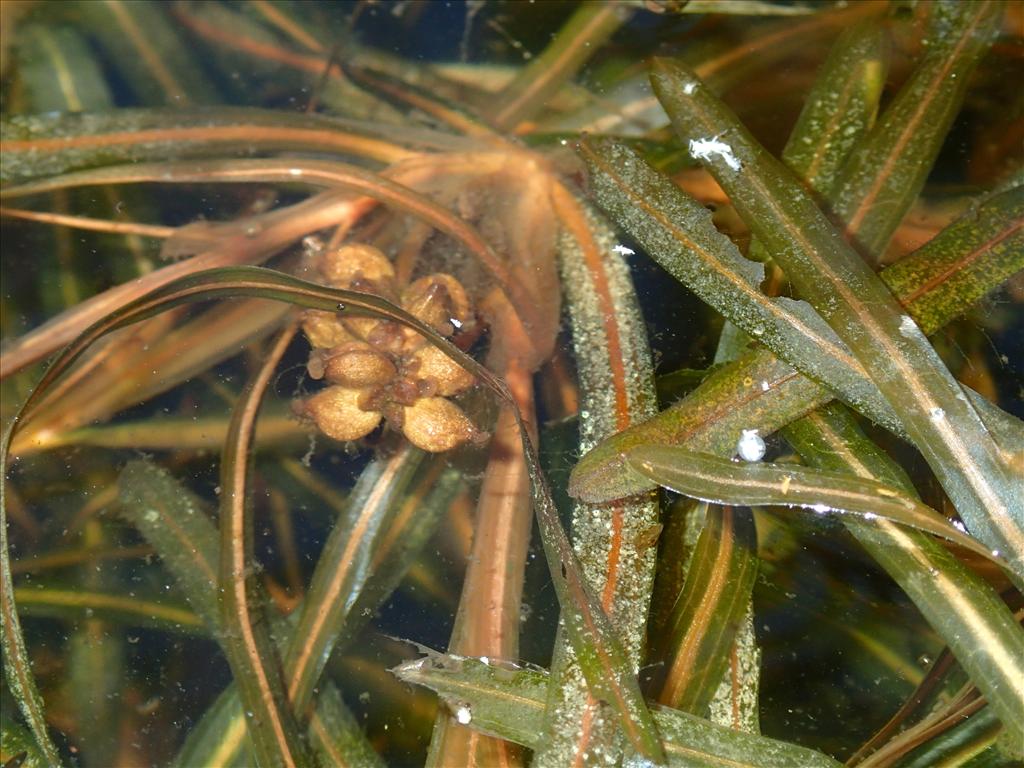 Potamogeton obtusifolius (door Adrie van Heerden)