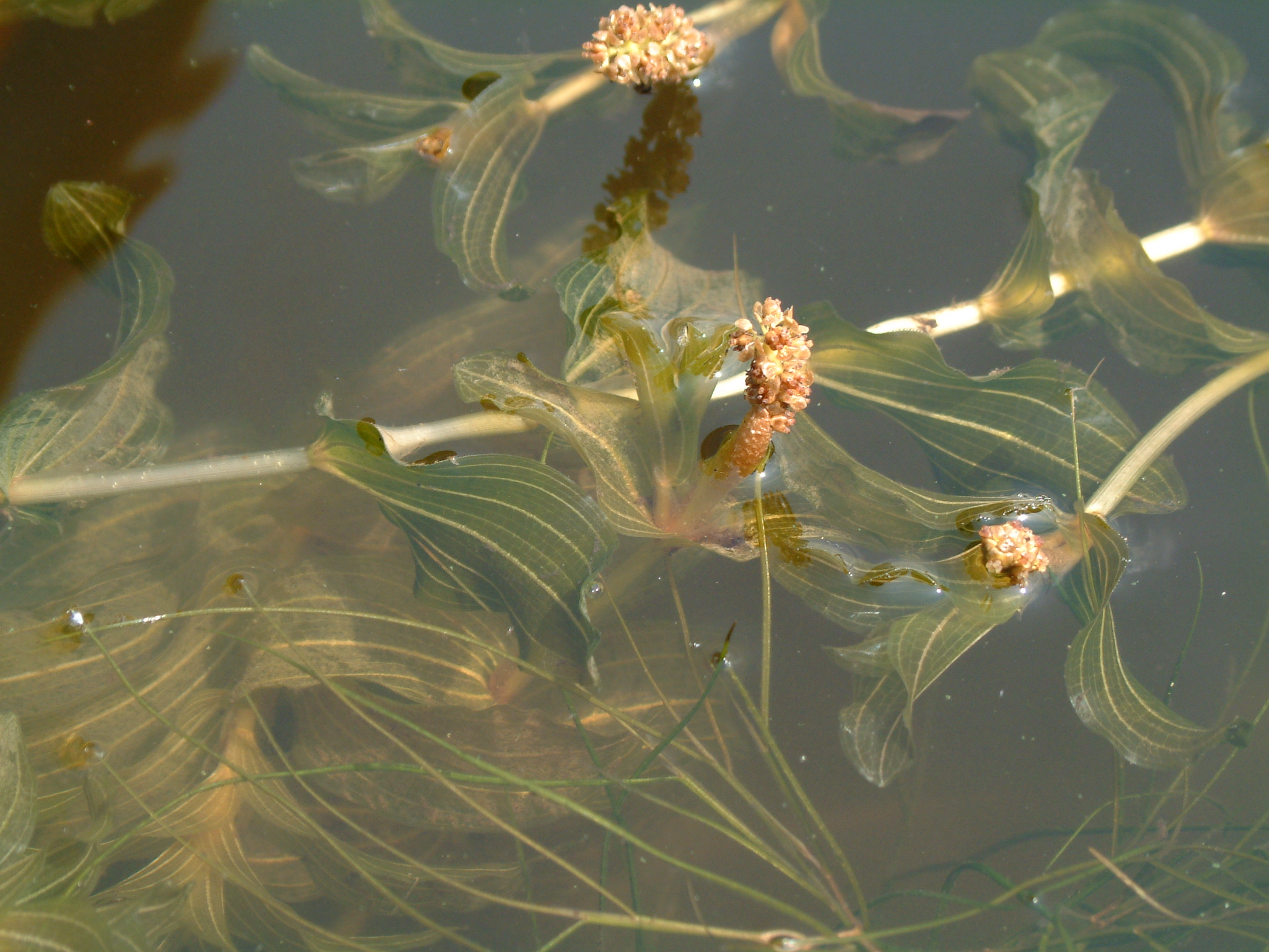 Potamogeton perfoliatus (door Adrie van Heerden)