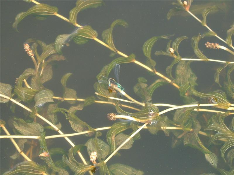 Potamogeton perfoliatus (door Adrie van Heerden)