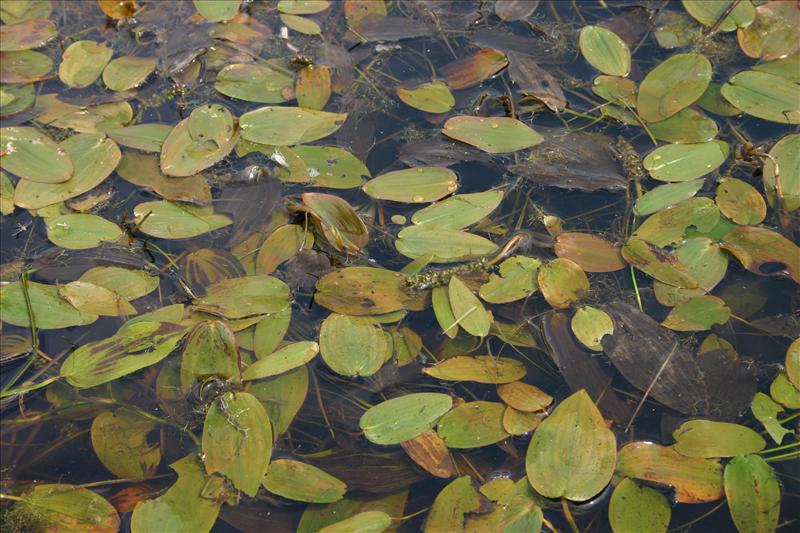 Potamogeton natans (door Niels Jeurink)