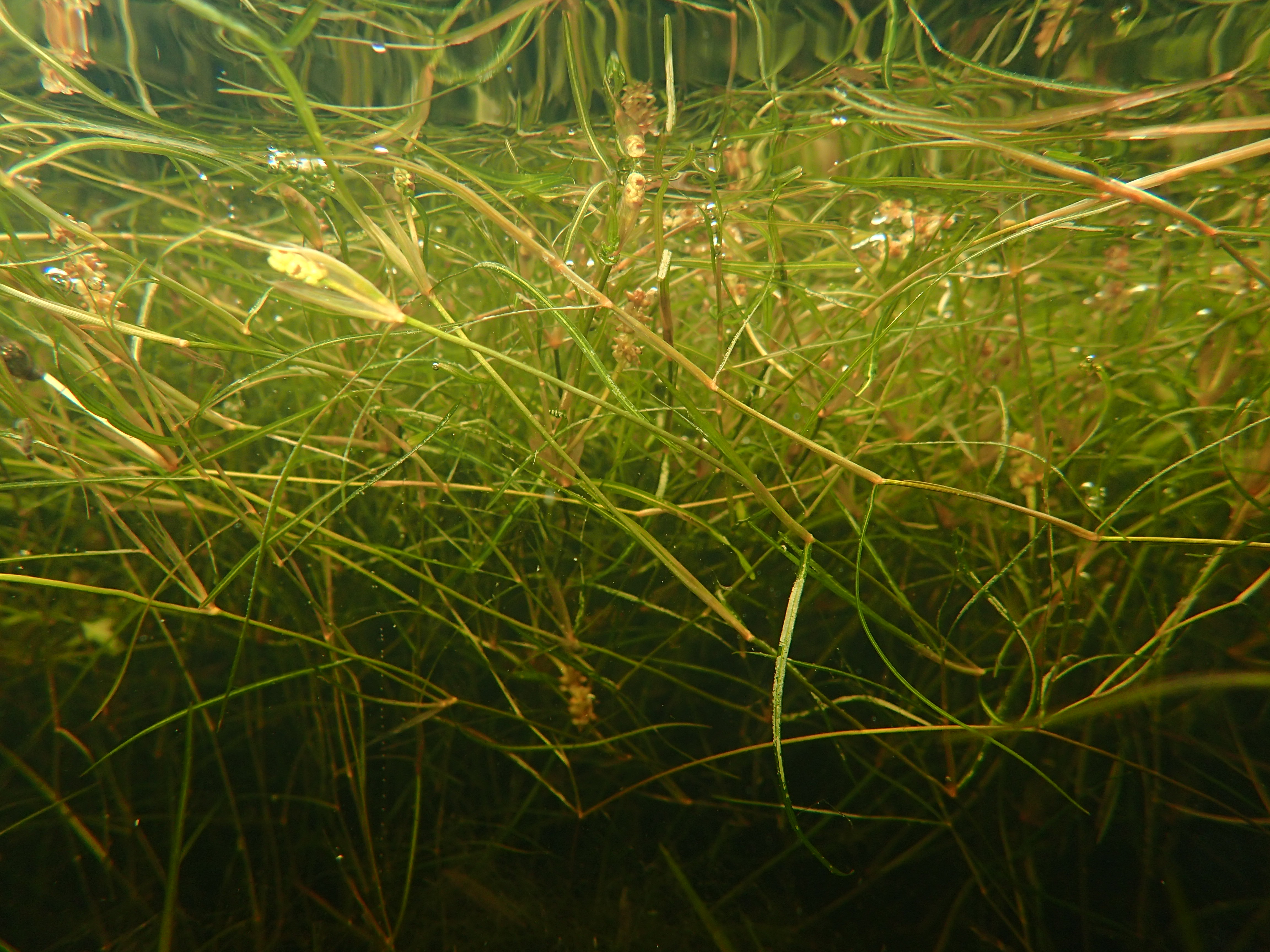 Potamogeton pusillus (door Adrie van Heerden)