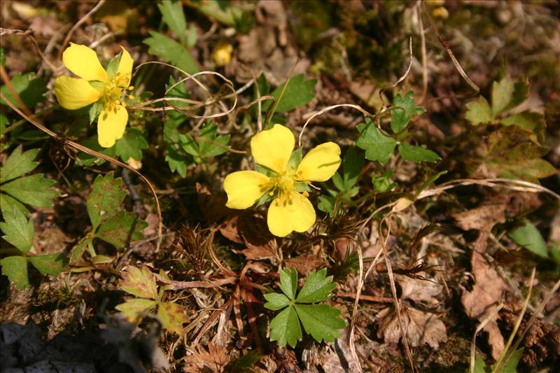 Potentilla anglica (door Niels Jeurink)