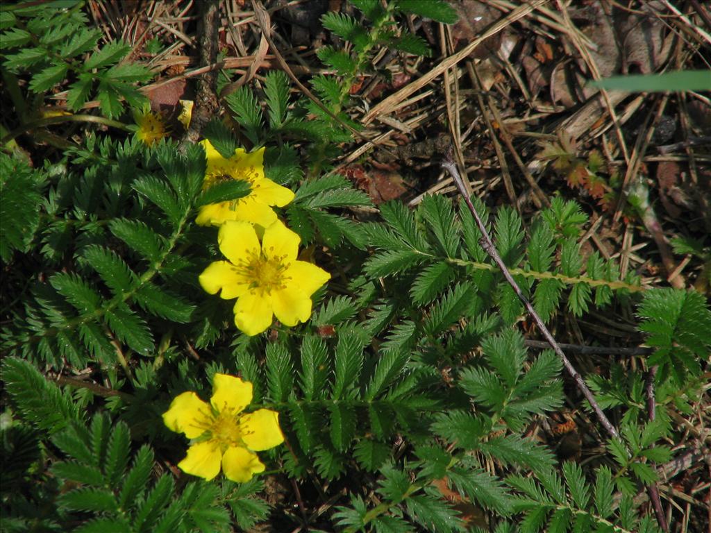 Potentilla anserina (door Pieter Stolwijk)