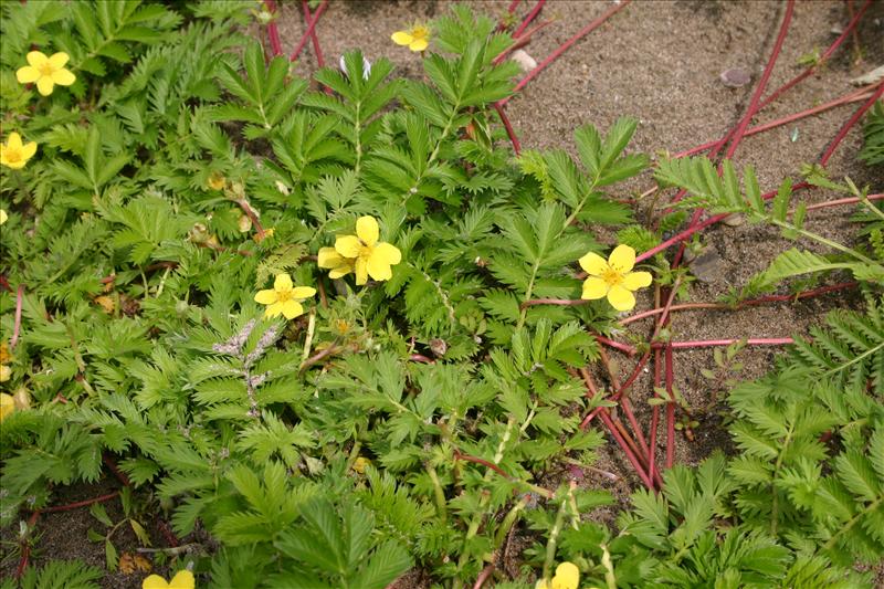 Potentilla anserina (door Niels Jeurink)