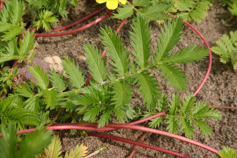 Potentilla anserina (door Niels Jeurink)