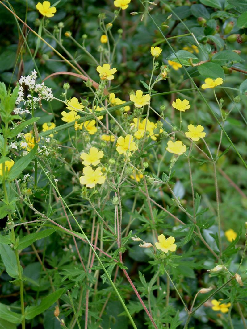 Potentilla argentea (door Adrie van Heerden)