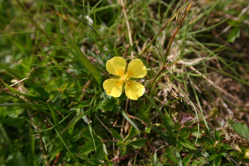 Potentilla erecta (door Niels Jeurink)