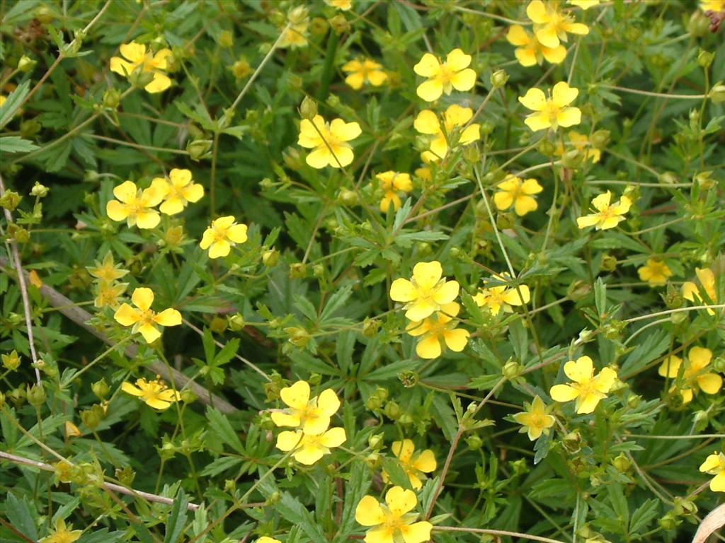 Potentilla erecta (door Adrie van Heerden)