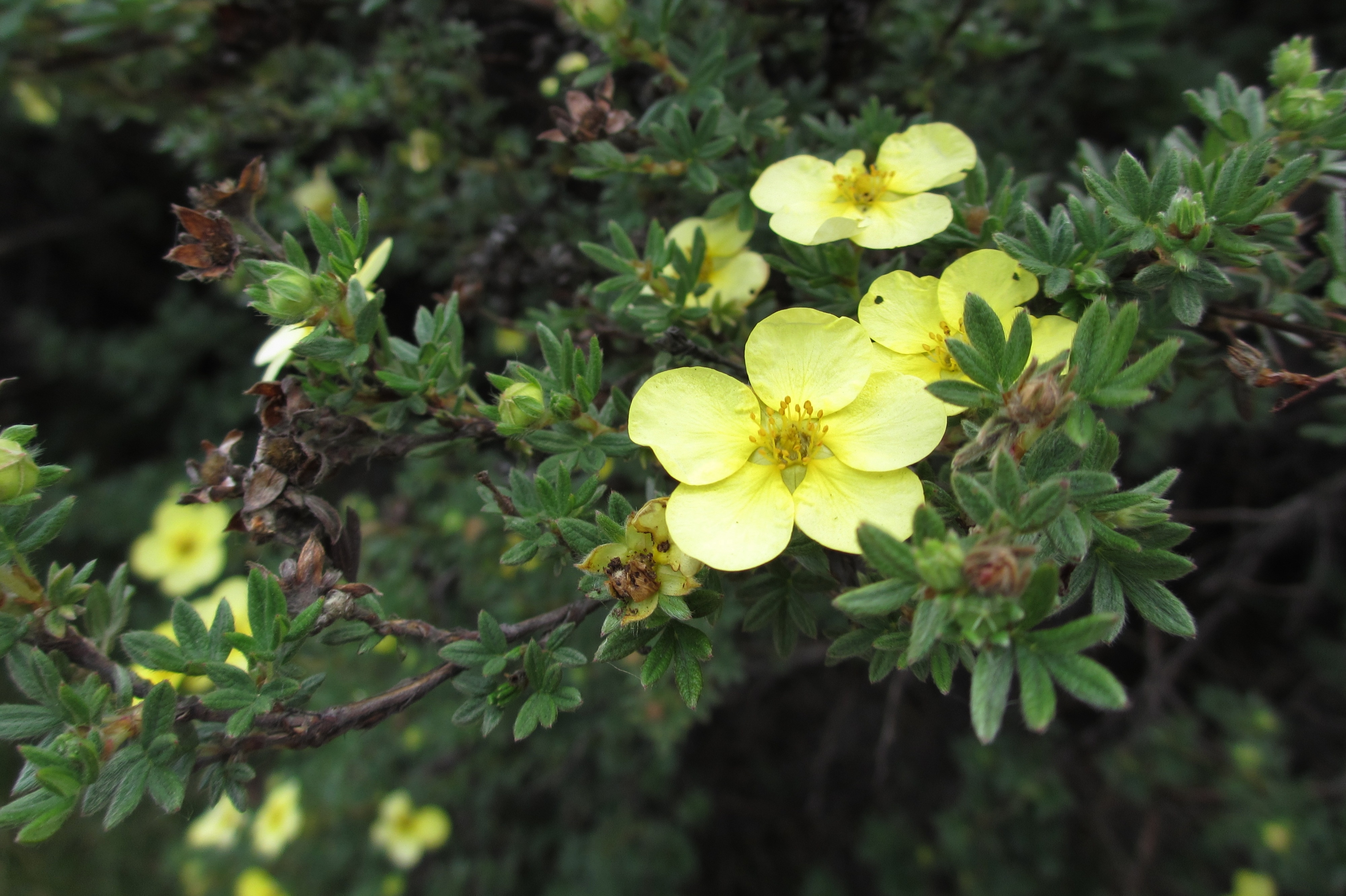 Dasiphora fruticosa (door José Langens)