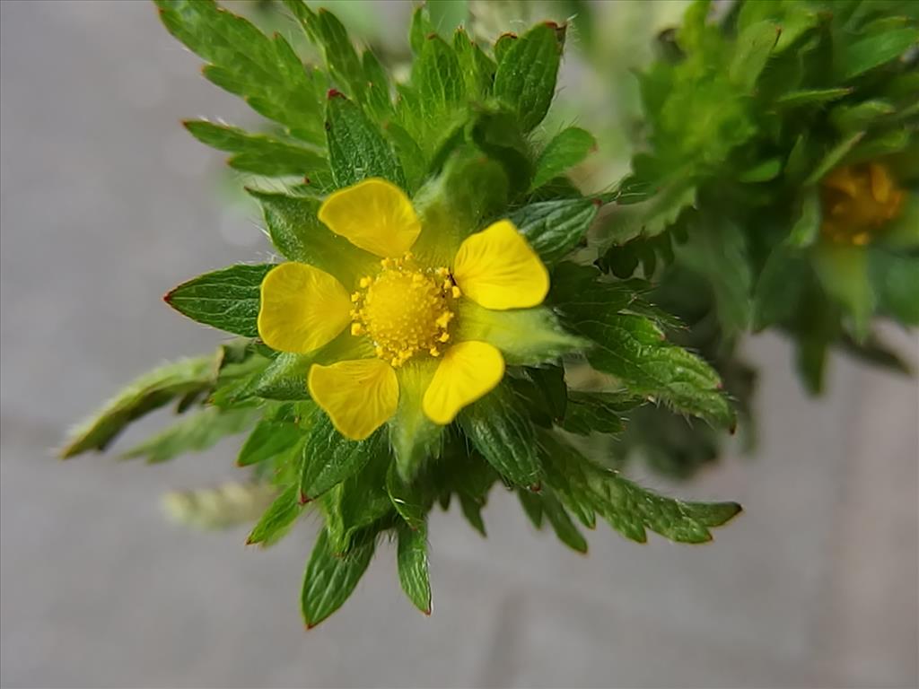 Potentilla norvegica (door Aad van Diemen)