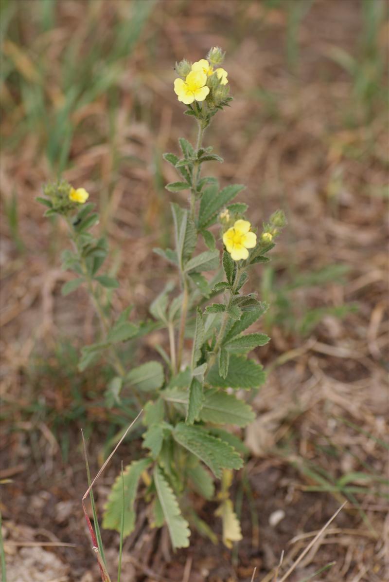 Potentilla recta (door Adrie van Heerden)