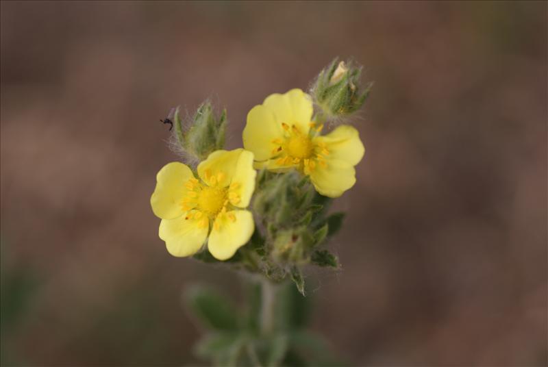 Potentilla recta (door Adrie van Heerden)