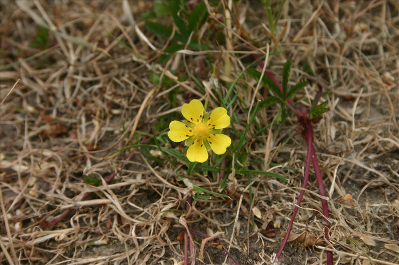 Potentilla reptans (door Niels Jeurink)