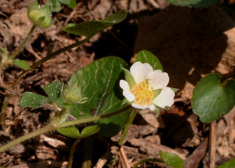 Potentilla sterilis (door Adrie van Heerden)