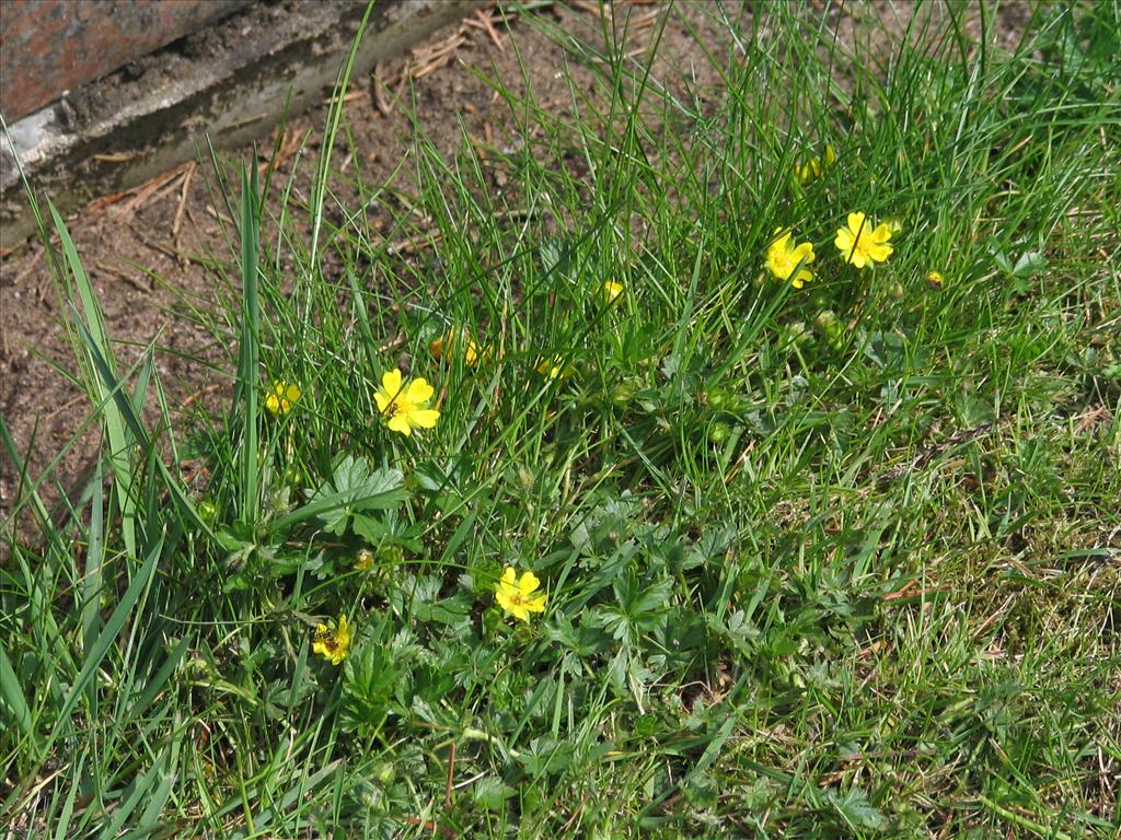 Potentilla verna (door Pieter Stolwijk)