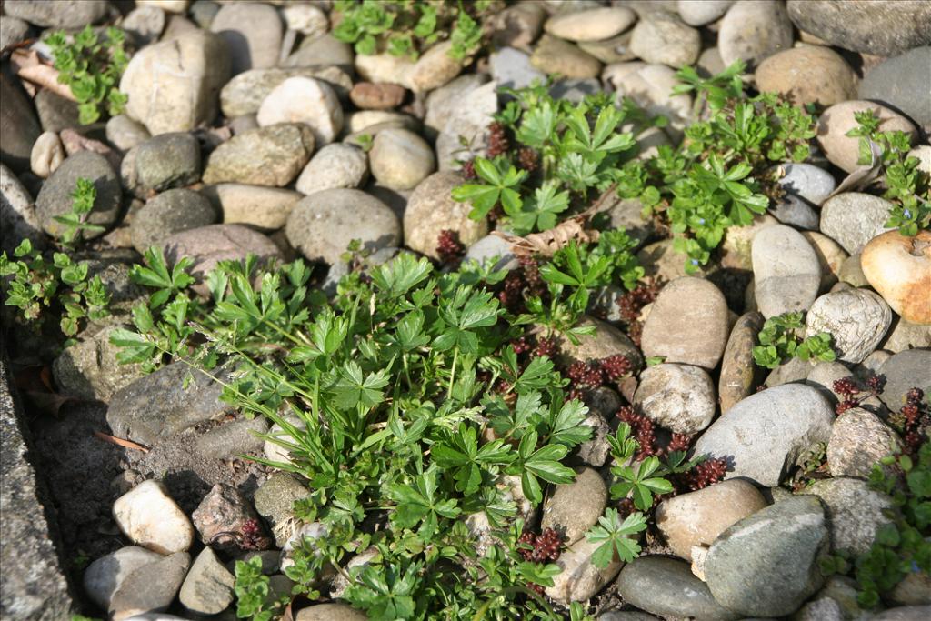 Potentilla verna (door Pieter Stolwijk)