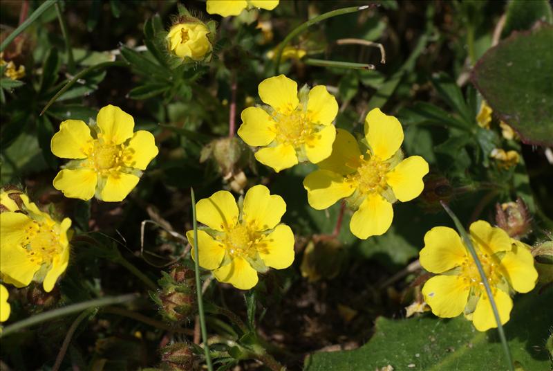 Potentilla verna (door Adrie van Heerden)