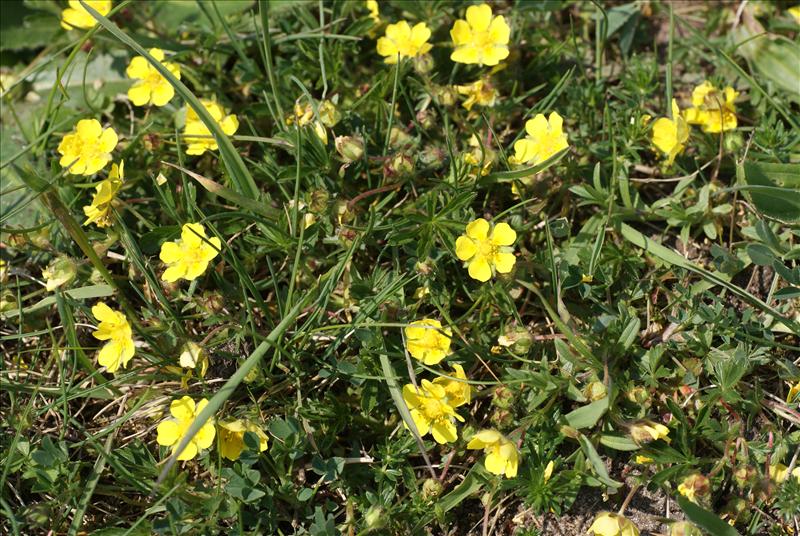 Potentilla verna (door Adrie van Heerden)