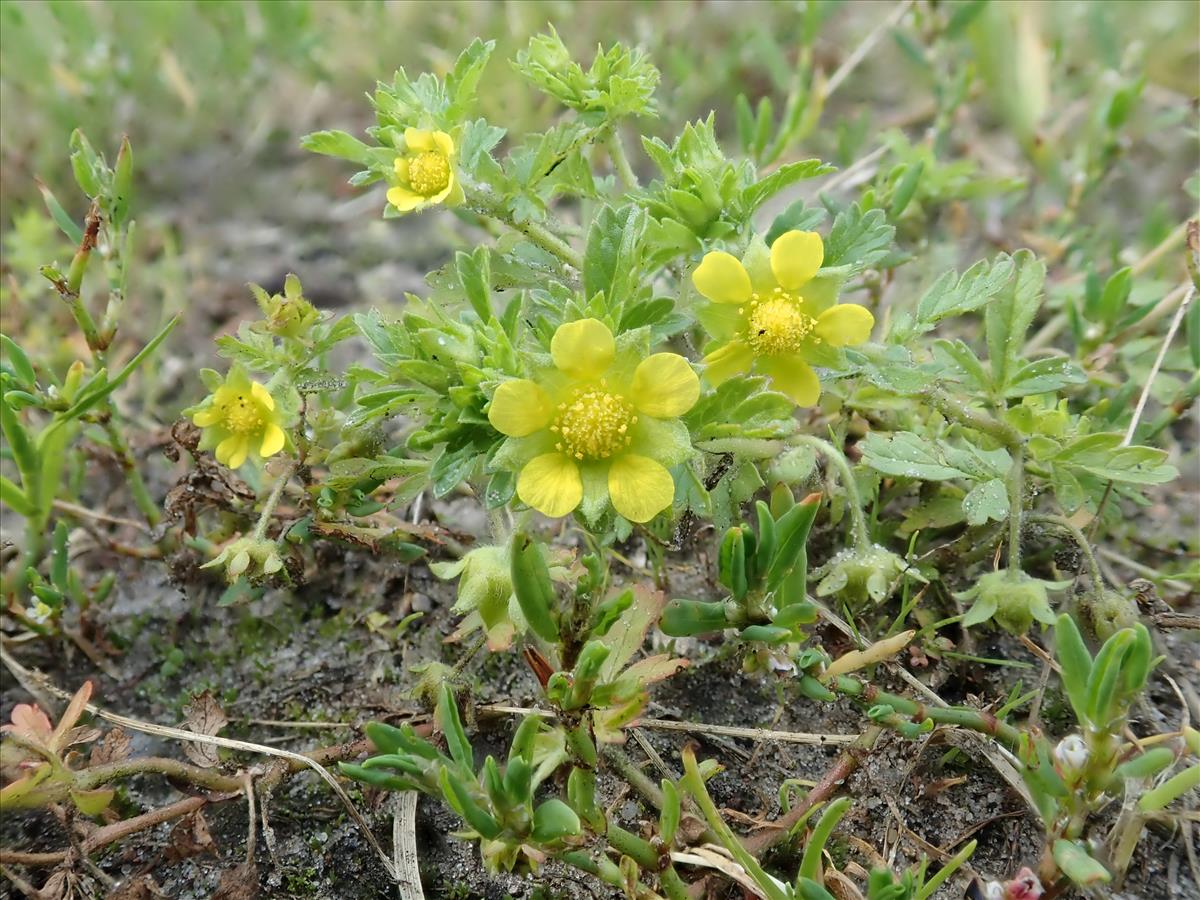 Potentilla supina (door Edwin Dijkhuis)