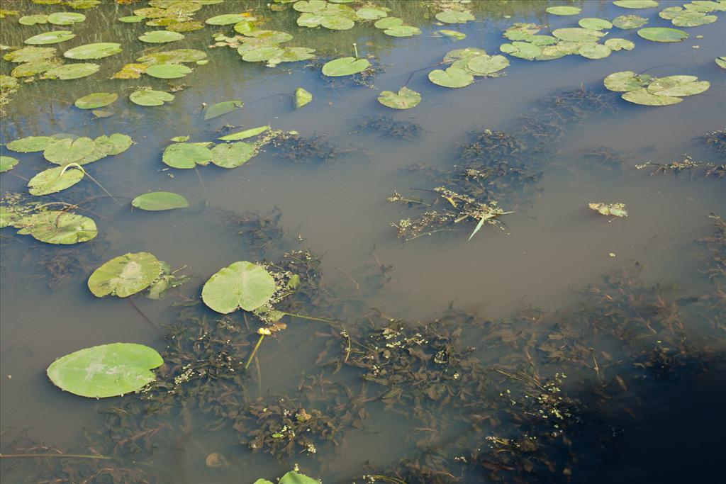 Potamogeton praelongus (door Bert Lanjouw)