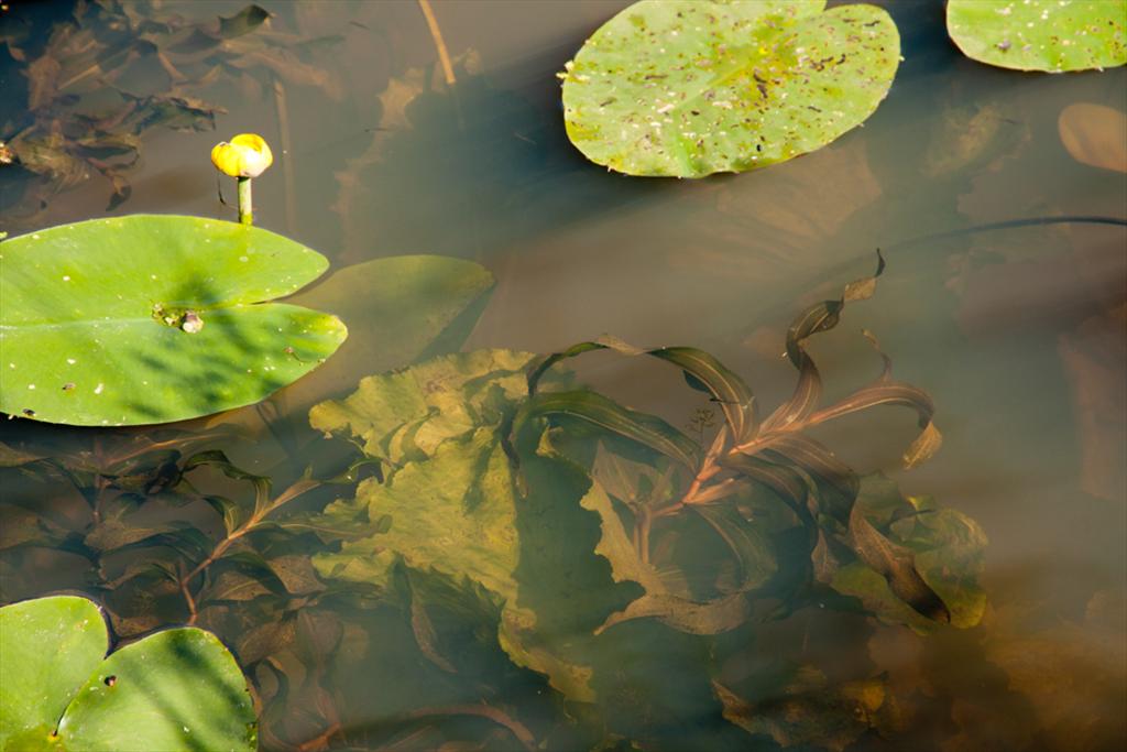 Potamogeton praelongus (door Bert Lanjouw)