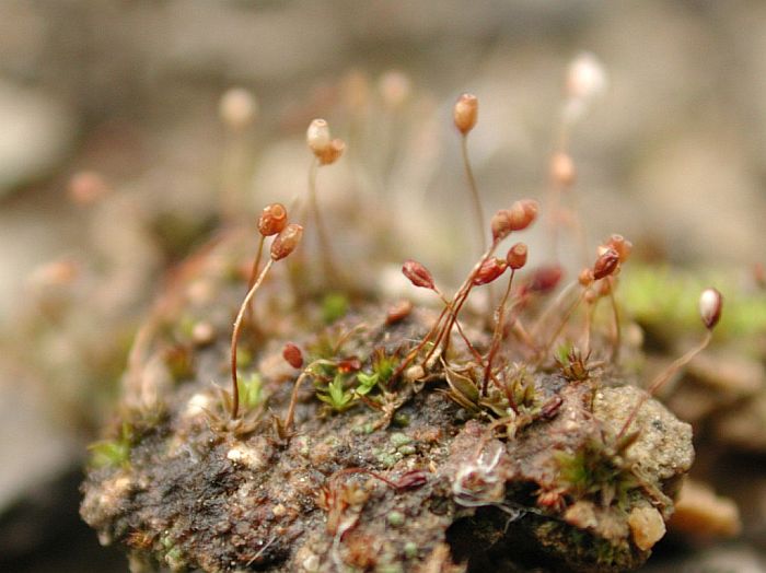 Microbryum davallianum var. conicum (door Michael Lueth (www.milueth.de))