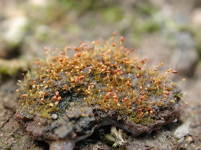 Microbryum davallianum var. conicum (door Michael Lueth (www.milueth.de))