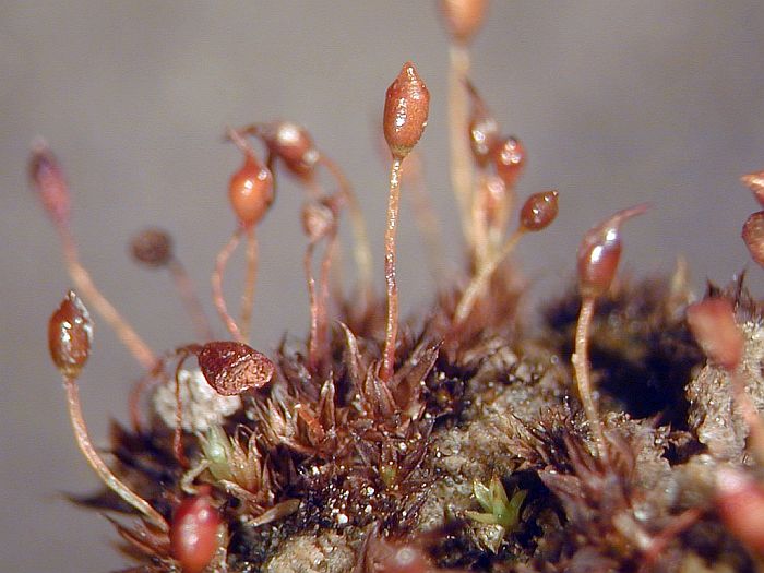 Microbryum davallianum (door Michael Lueth (www.milueth.de))