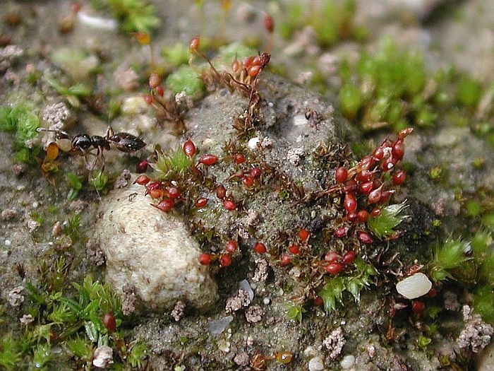 Microbryum rectum (door Michael Lueth (www.milueth.de))