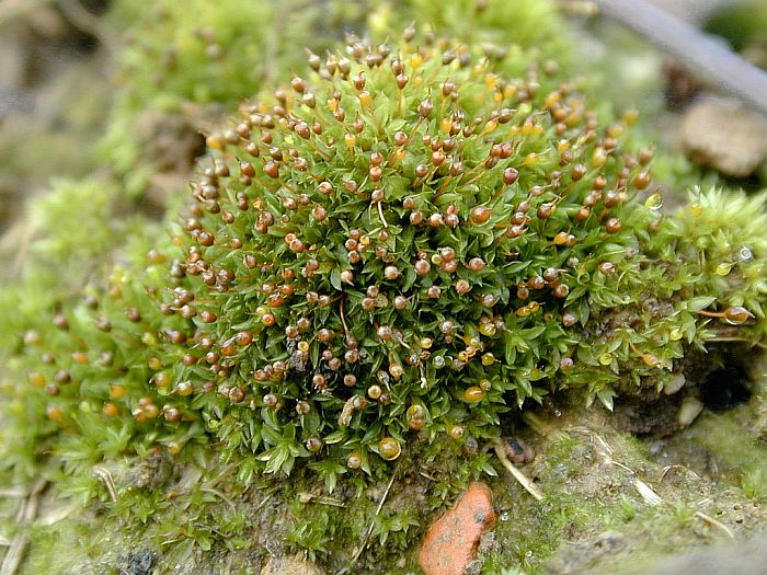 Tortula truncata (door Michael Lueth (www.milueth.de))