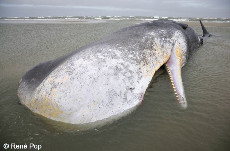 Physeter macrocephalus (door René Pop)