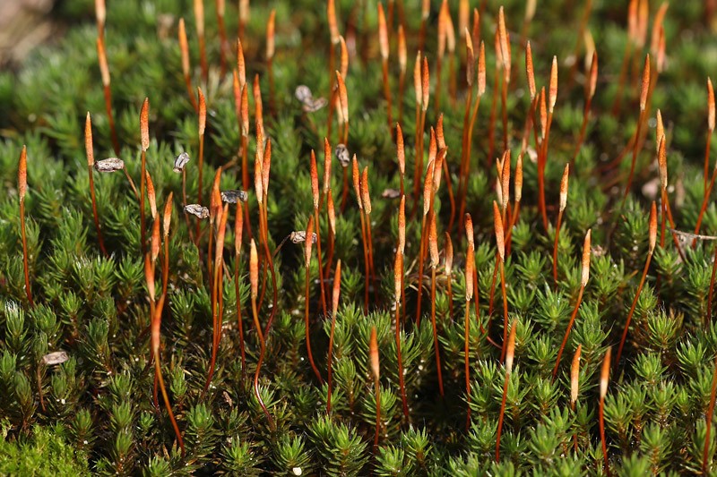 Polytrichum piliferum (door Richard Gerritsen)