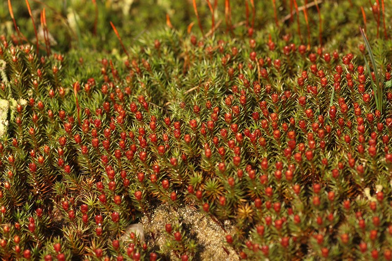 Polytrichum piliferum (door Richard Gerritsen)