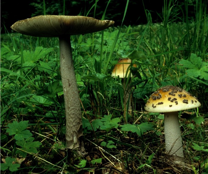 Amanita ceciliae (door Eef Arnolds)