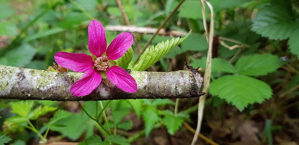 Rubus spectabilis (door Jannie Adema)