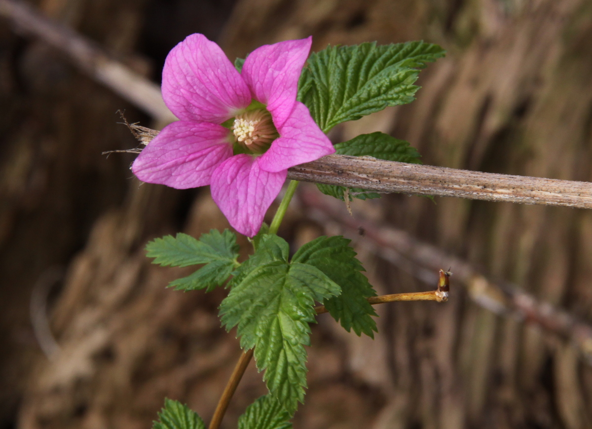 Rubus spectabilis (door Peter Meininger)