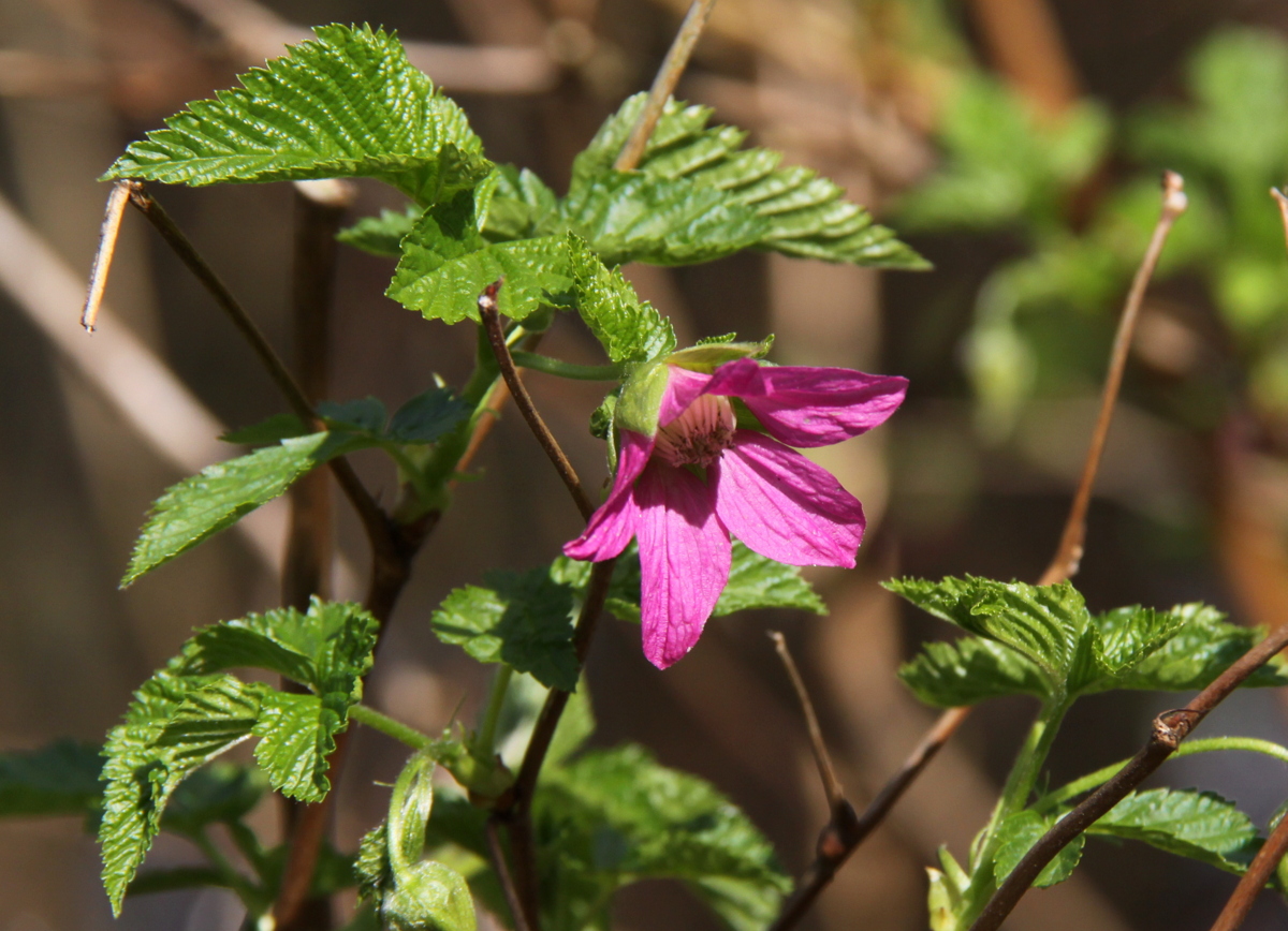 Rubus spectabilis (door Peter Meininger)