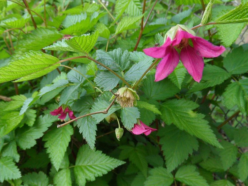 Rubus spectabilis (door Loes van Gorp)