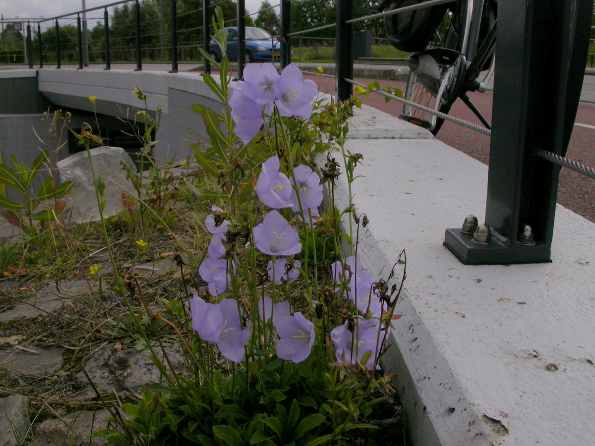 Campanula persicifolia (door Peter Meininger)