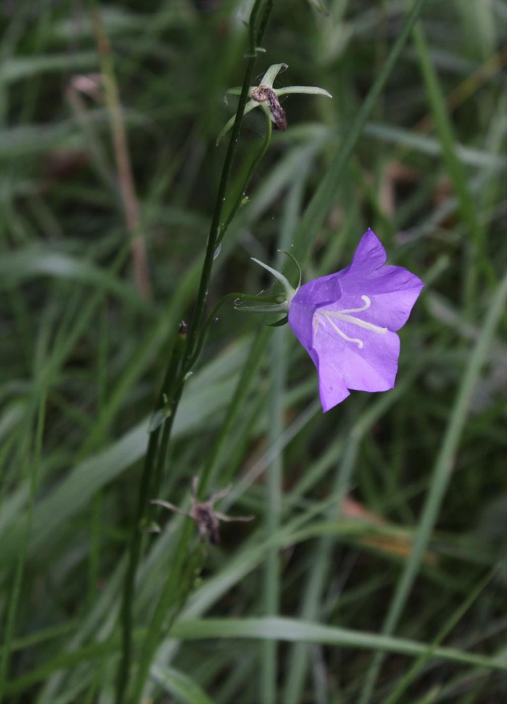 Campanula persicifolia (door Peter Meininger)