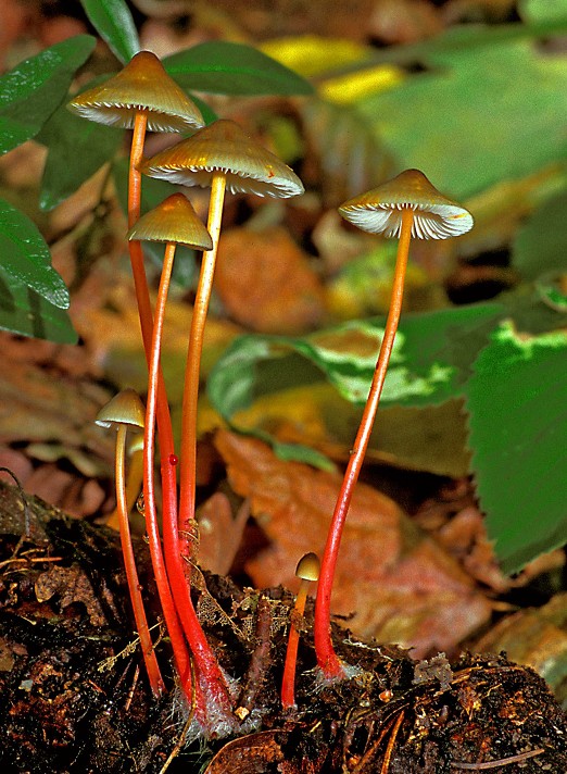 Mycena crocata (door Henk Huijser)