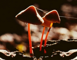 Mycena crocata (door Aldert gutter)